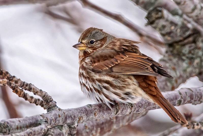 Jason Major (jpmajor@me.com)